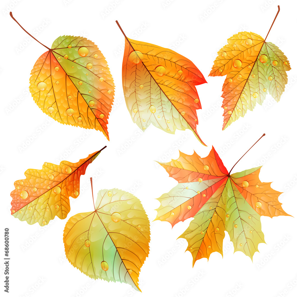Set of colorful autumn leaves. Set of colorful autumn leaves.