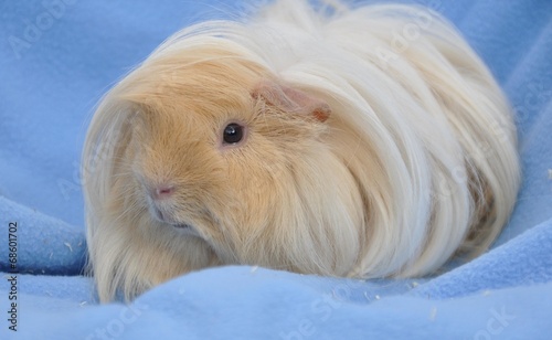 Peruanisches Meerschweinchen photo
