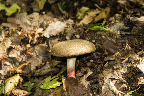 Mushrooms in the woods.