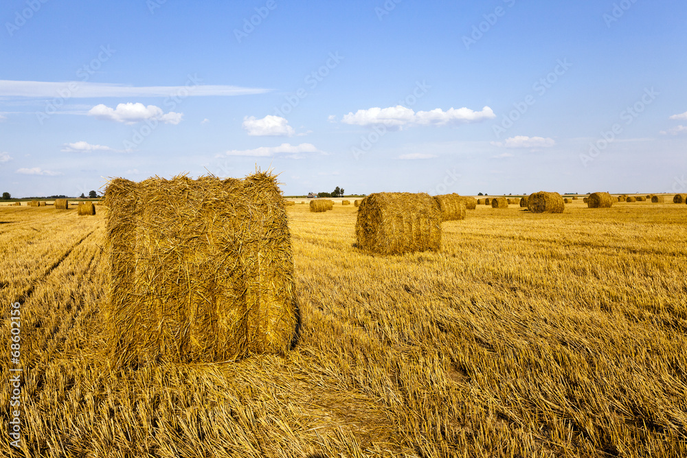 Fototapeta premium agricultural field on which grow up also the harvest wheat