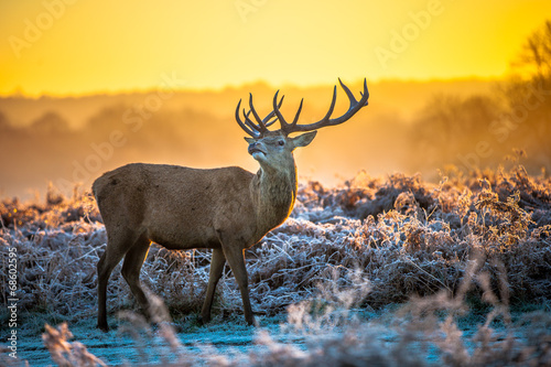 Red deer © arturas kerdokas