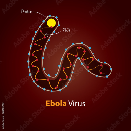 Ebola Virus - Structure. Minimalistic template design