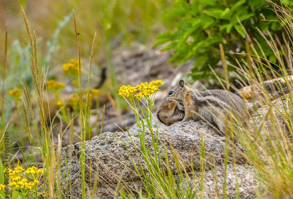 Obraz premium Chipmunk carrying her baby