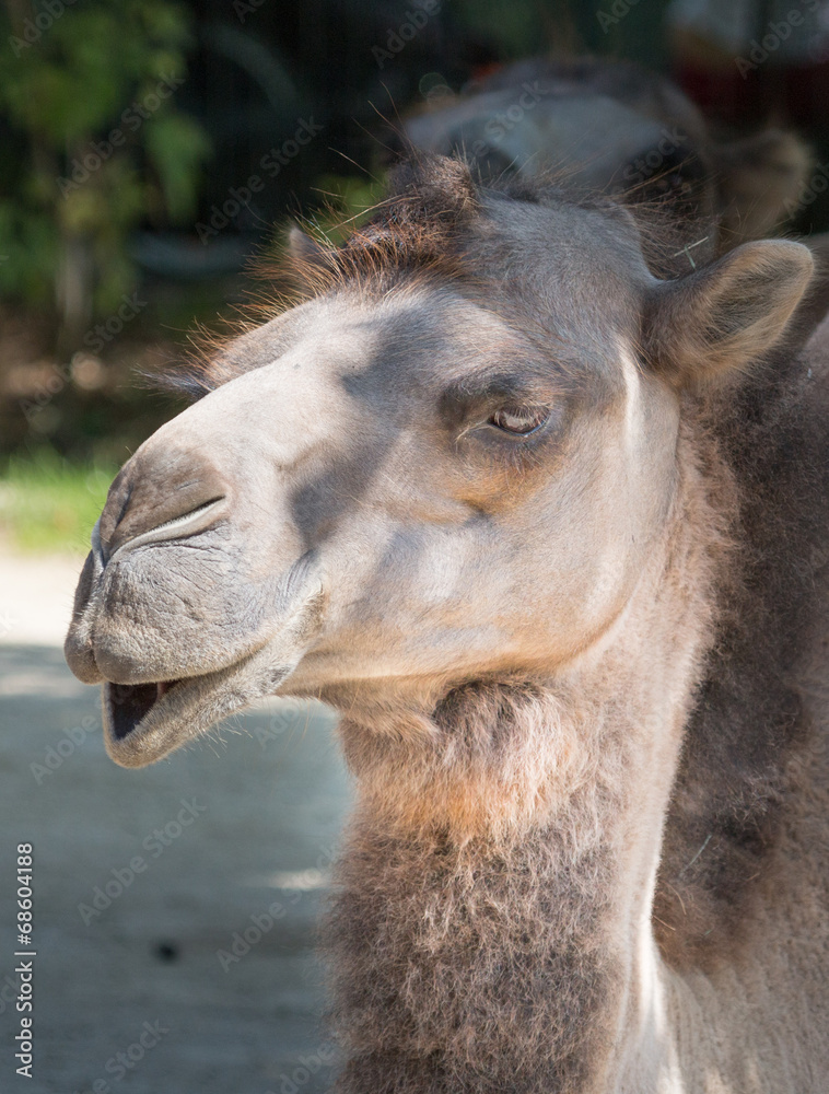 Funny Dromedary