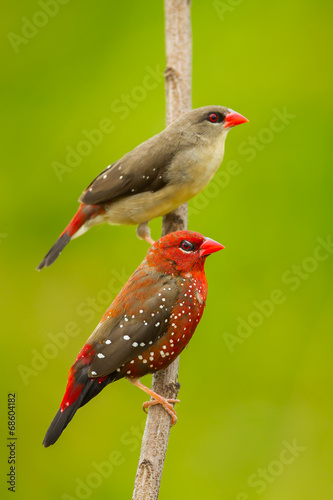 Portrait of Couple Red Avadavat(Amandava amandava)