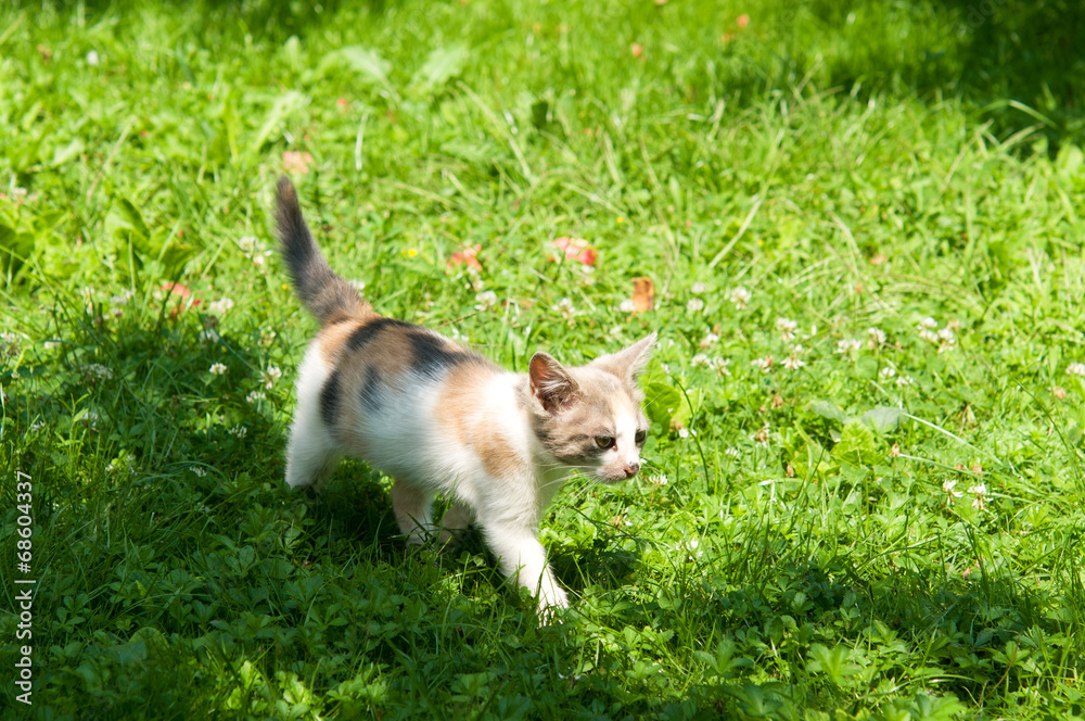 Cute cat enjoying his life Cute cat enjoying his life