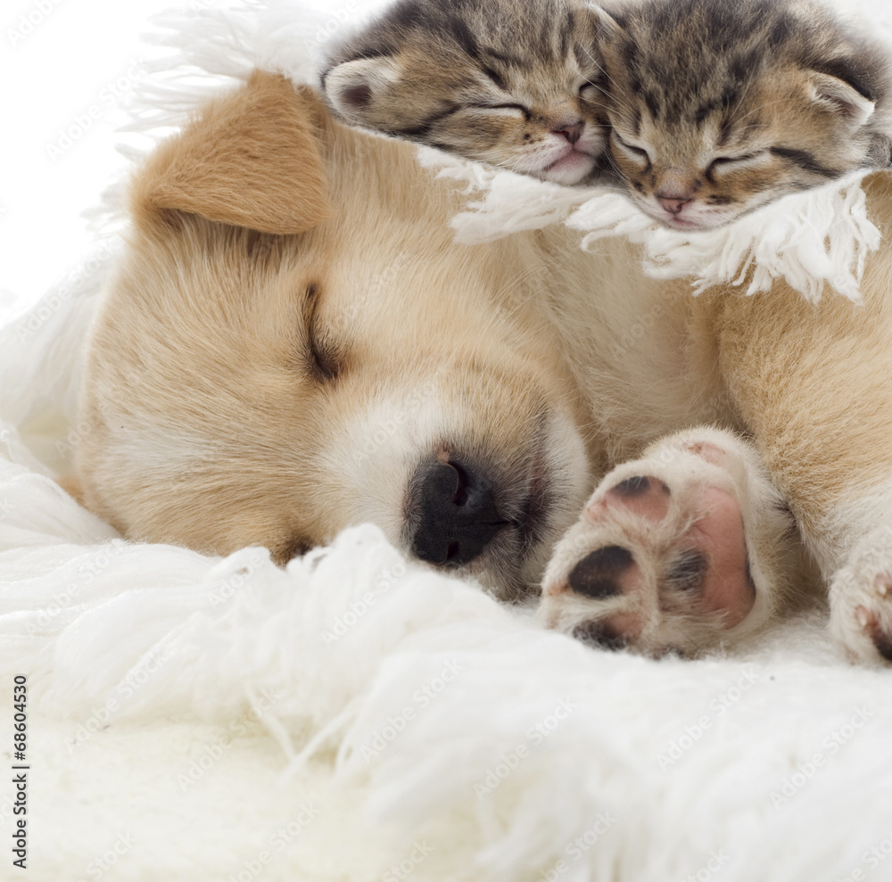 kittens and puppy sleeping