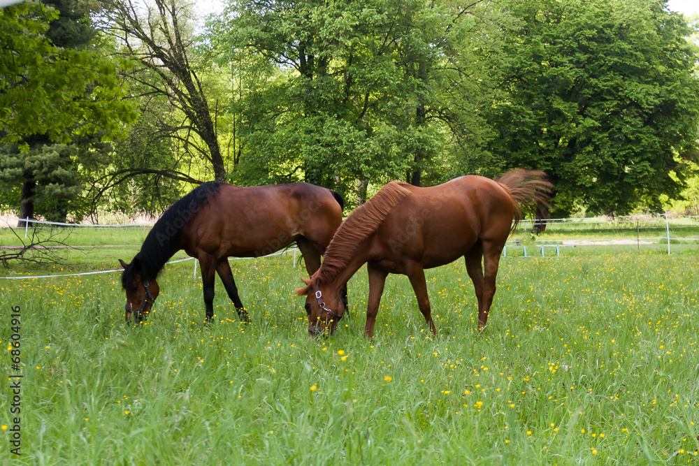 Horses Horses