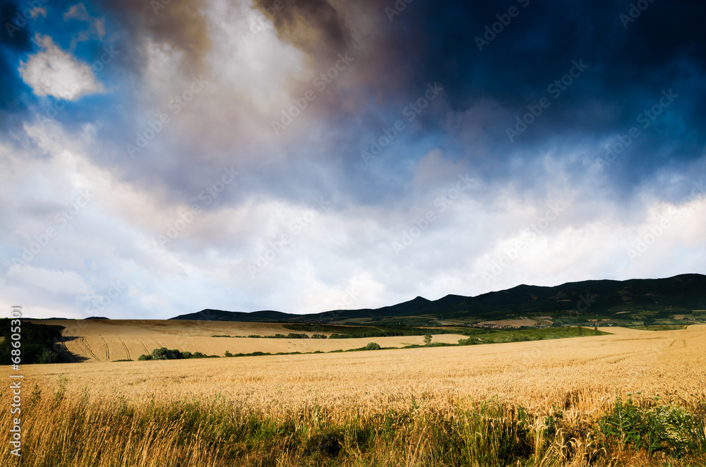 Fototapeta premium wheat in the night