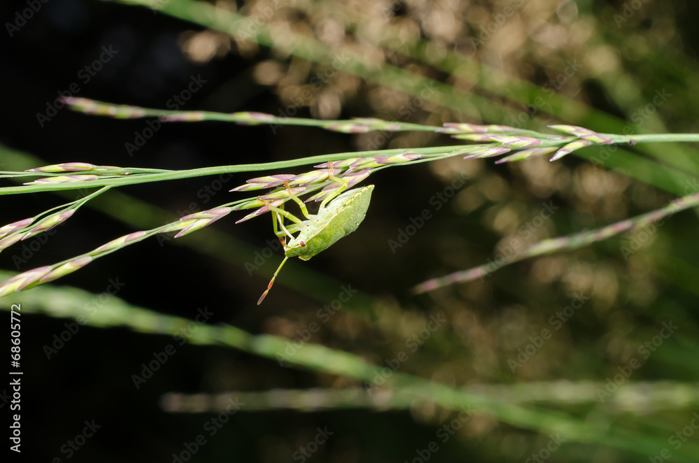 Wildwiese mit grüner Stinkwanzen-Nymphe Wildwiese mit grüner Stinkwanzen-Nymphe