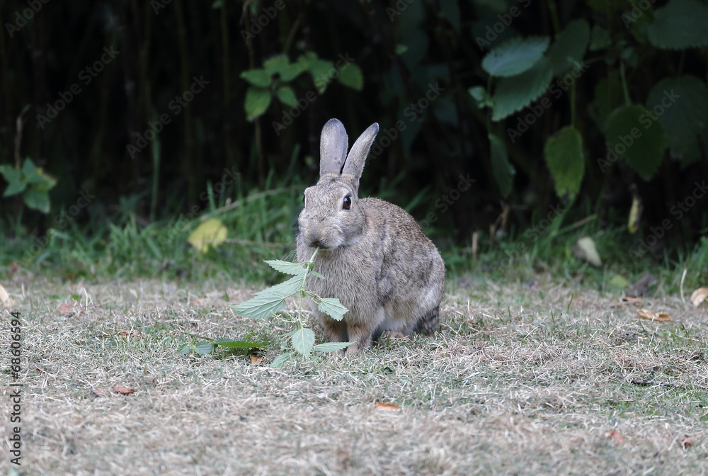 Fototapeta premium Rabbit, Lepus curpaeums