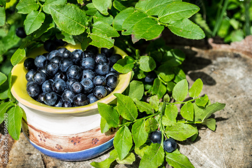 blueberries, dessert, blue, forest, plant