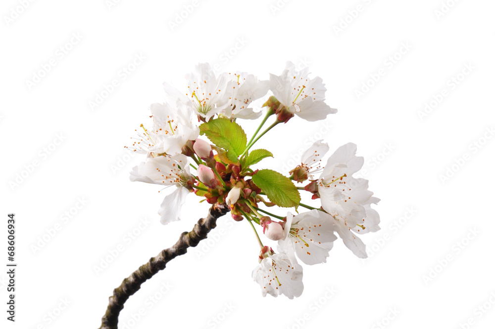 Naklejka premium Kirschblüte (Prunus avium)