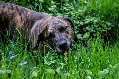 dog home, good dog, grass, garden © khalesi