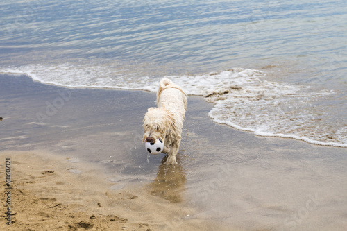Dog on the beach © Vista Photo