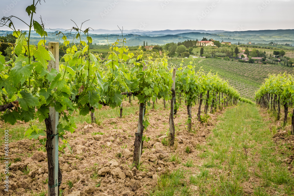 Field of vines in the countryside of Tuscany
