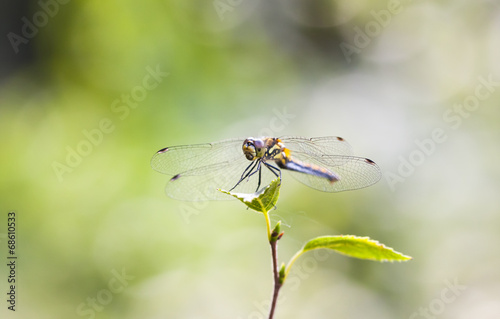 Dragonfly on a green leaf © RistoH