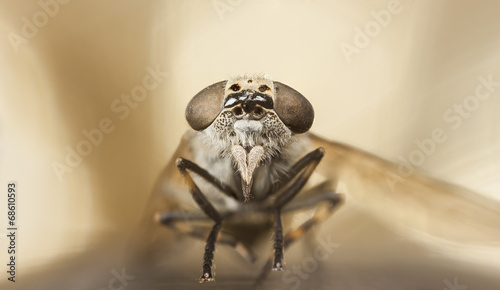 Photography Gadfly or horse-fly portrait