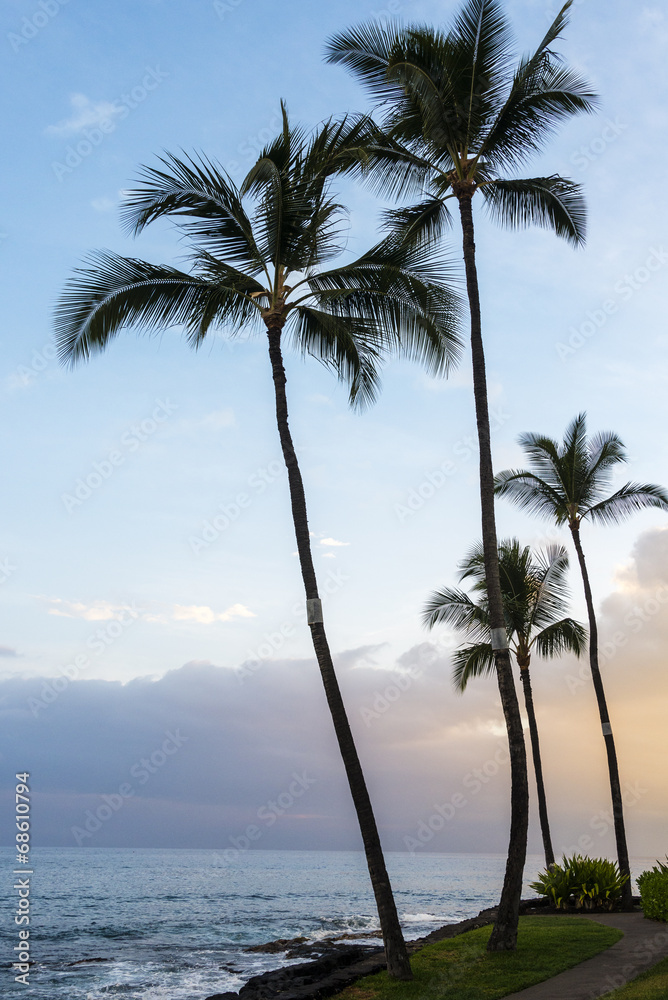 Palm trees in sunset in Kailua Kona downtown