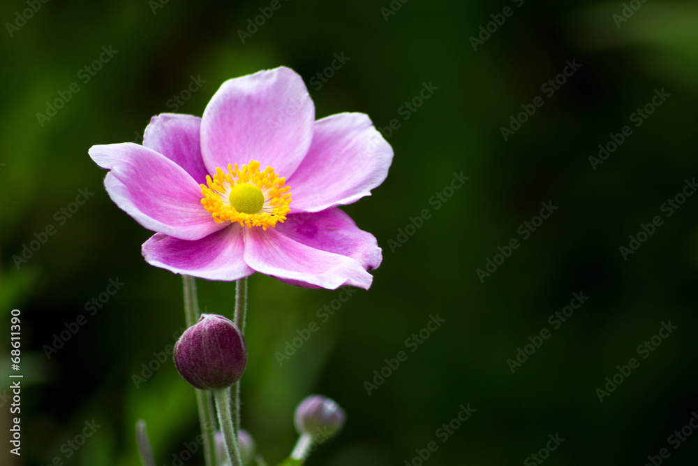 Fototapeta premium Primula