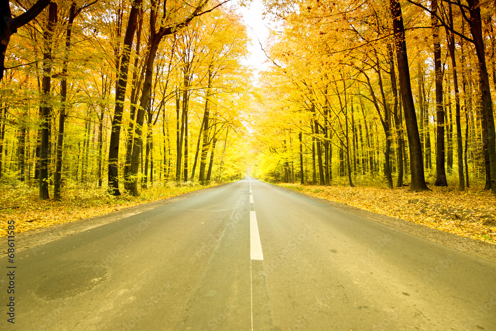 Fototapeta premium road in forest