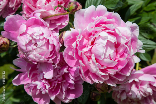 Gorgeous pink peonies in a full bloom