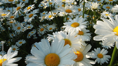 Daisy Field.Motion Through Camomiles.Slider Shot.