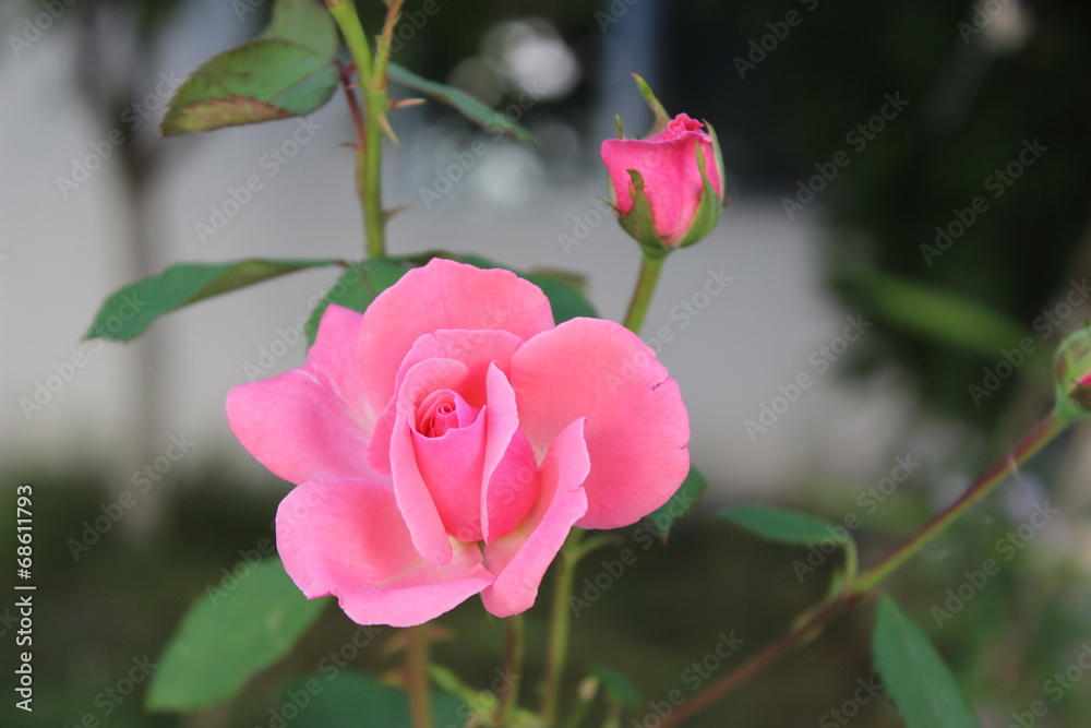 Pink Rose Pink Rose