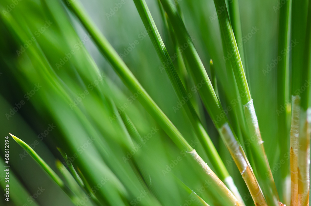 Nature’s Abstract – Pine Needles Nature’s Abstract – Pine Needles