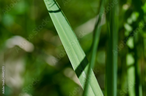 Nature’s Abstract – Blade of Grass