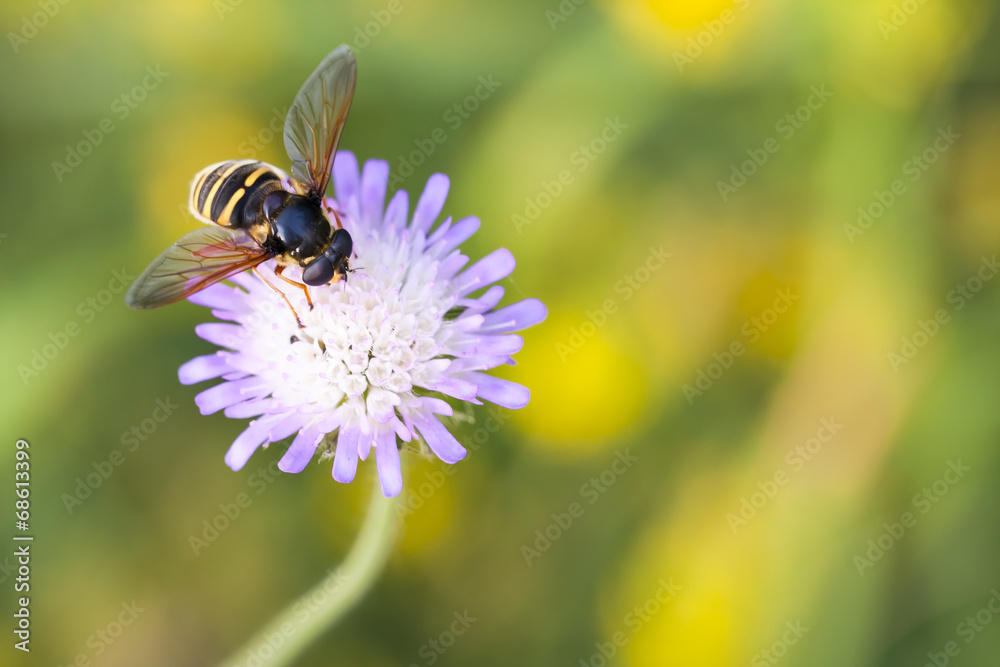 Hornet collects nectar from the flower Hornet collects nectar from the flower