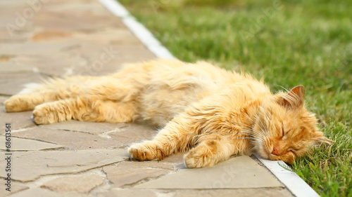 Red cat sleeping and moving the tail