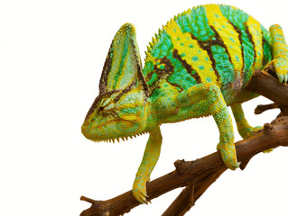 Handdoek met foto Kameleon Kameleon balanceert op dunne twijg  © skif55