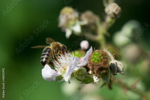 bee on flowers of blackberries © Ivonne Wierink