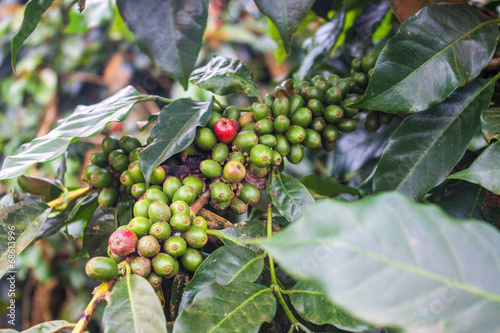 Coffee Beans on Bolaven Plateau in Laos