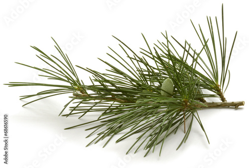 Pinus sylvestris Scots pine Waldkiefer Sosna zwyczajna photo
