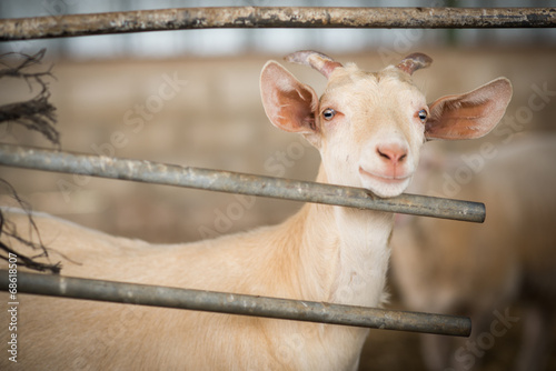 happy goat