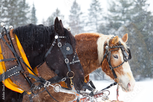Fototapeta Naklejka Na Ścianę i Meble -  Horses in the winter snow