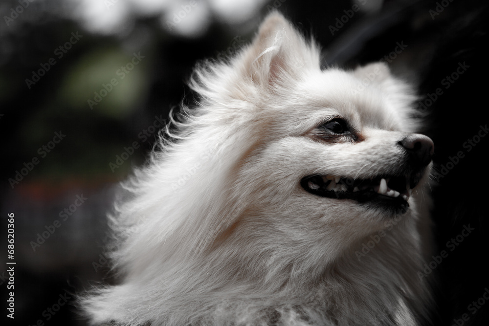 Japanese Spitz Dog smile Japanese Spitz Dog smile