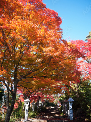 紅葉と青空
