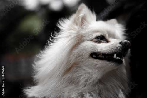 Japanese Spitz Dog smile © Marcos Fine Images