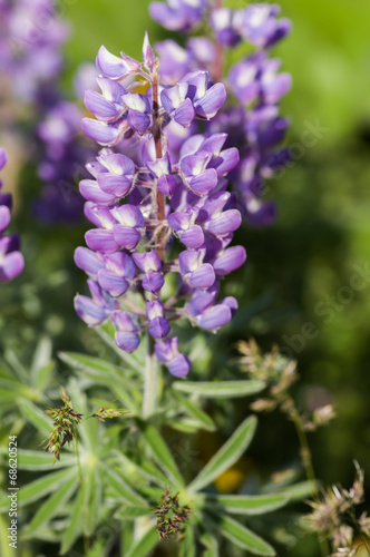 Lupin plant blooming in the spring