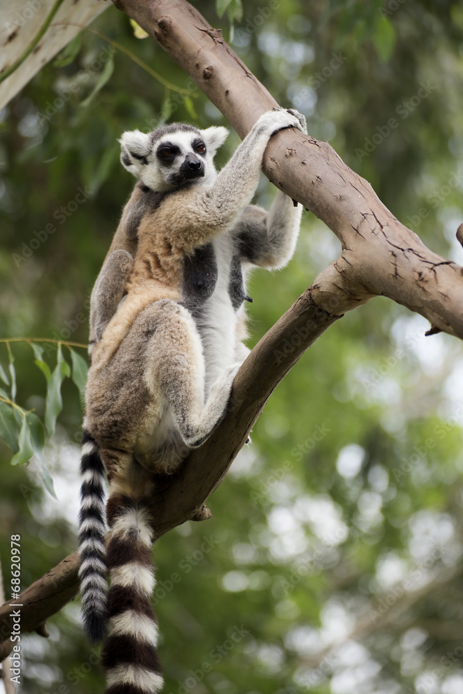 Fototapeta premium Ring-tailed lemur
