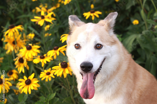 笑顔で見つめる犬と黄色い花