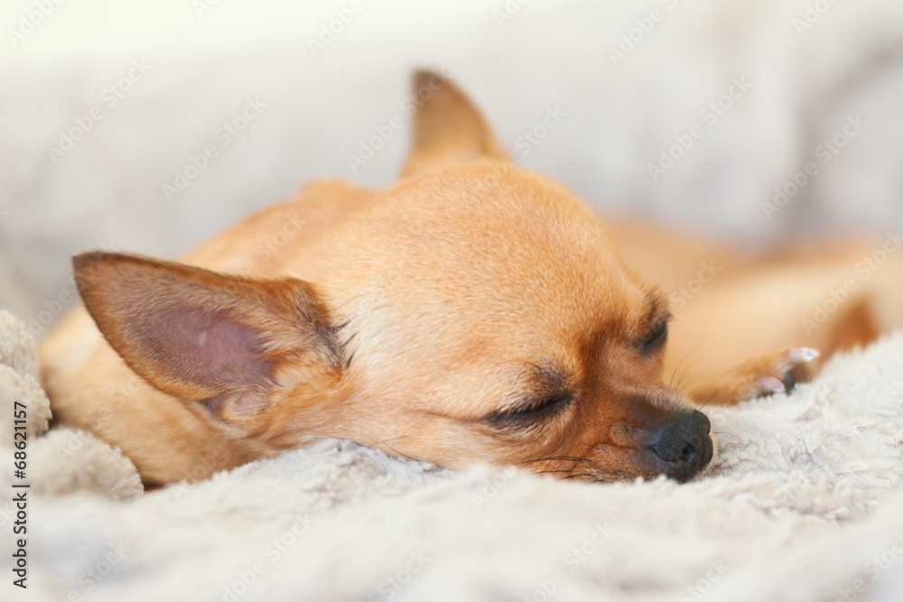 Sleeping red chihuahua dog on beige background.