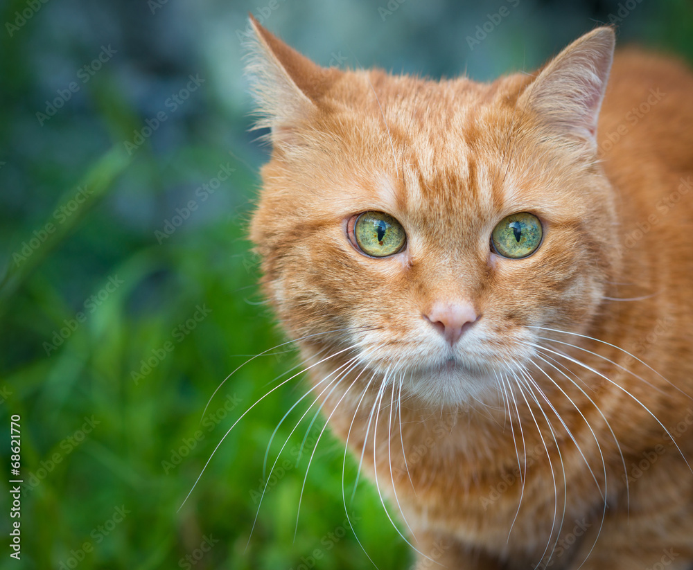 Red cat on the hunt for prey. Selective focus. Red cat on the hunt for prey. Selective focus.