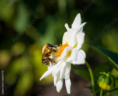 A bumble bee feeds on white Cosmos flower. Selective focus. © Vladimir Arndt