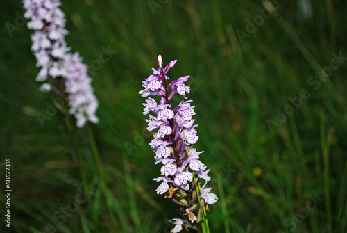 Diptam Dictamnus albus photo