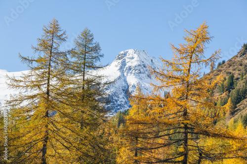 Larch tree forest