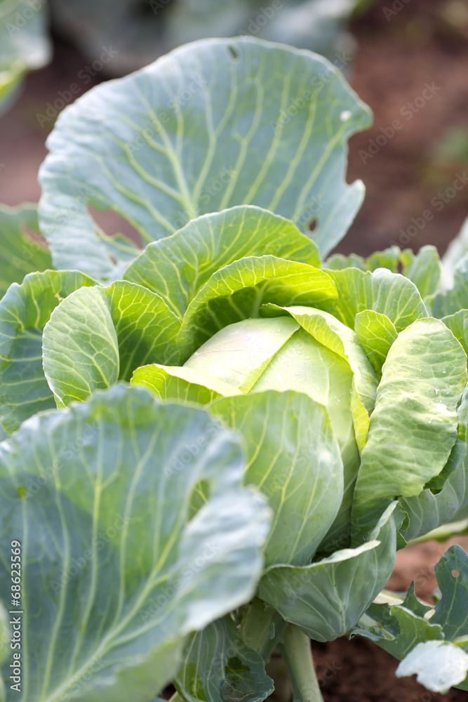 Cabbage Cabbage